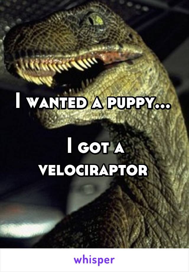 I wanted a puppy... 

I got a velociraptor 