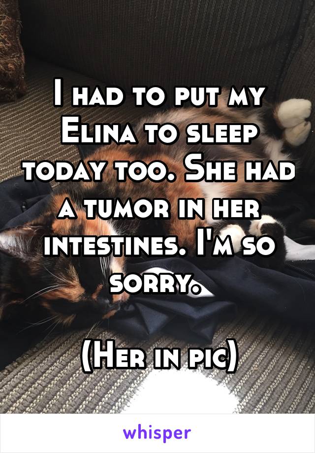 I had to put my Elina to sleep today too. She had a tumor in her intestines. I'm so sorry. 

(Her in pic)