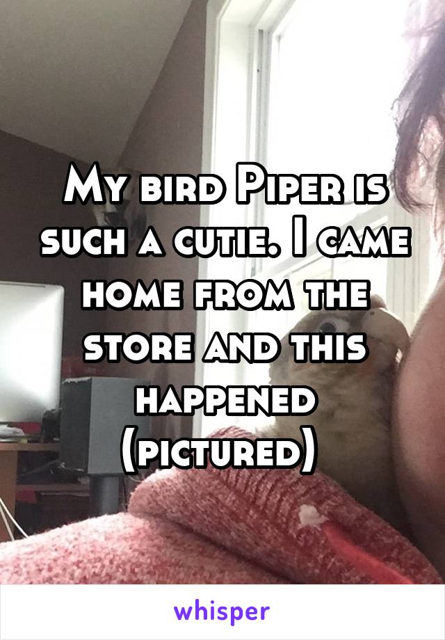 My bird Piper is such a cutie. I came home from the store and this happened (pictured) 