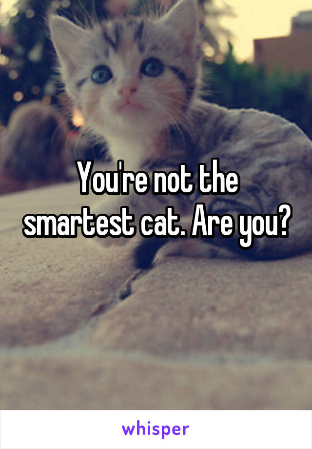 You're not the smartest cat. Are you? 