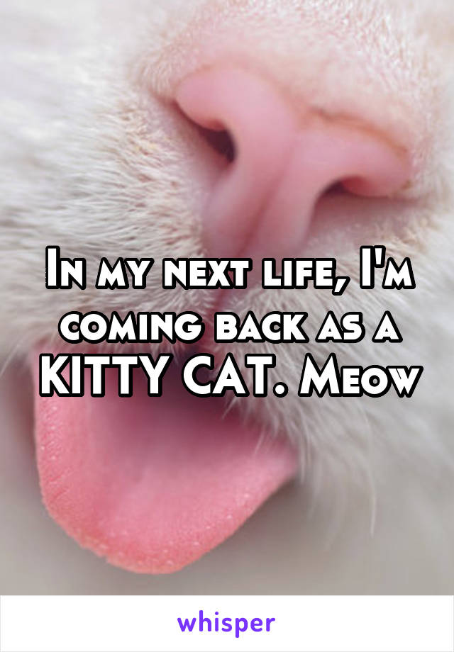 In my next life, I'm coming back as a KITTY CAT. Meow