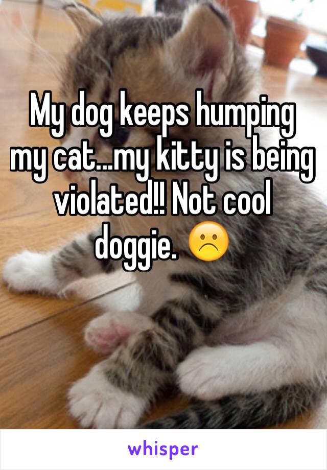 My dog keeps humping my cat...my kitty is being violated!! Not cool doggie. ☹️