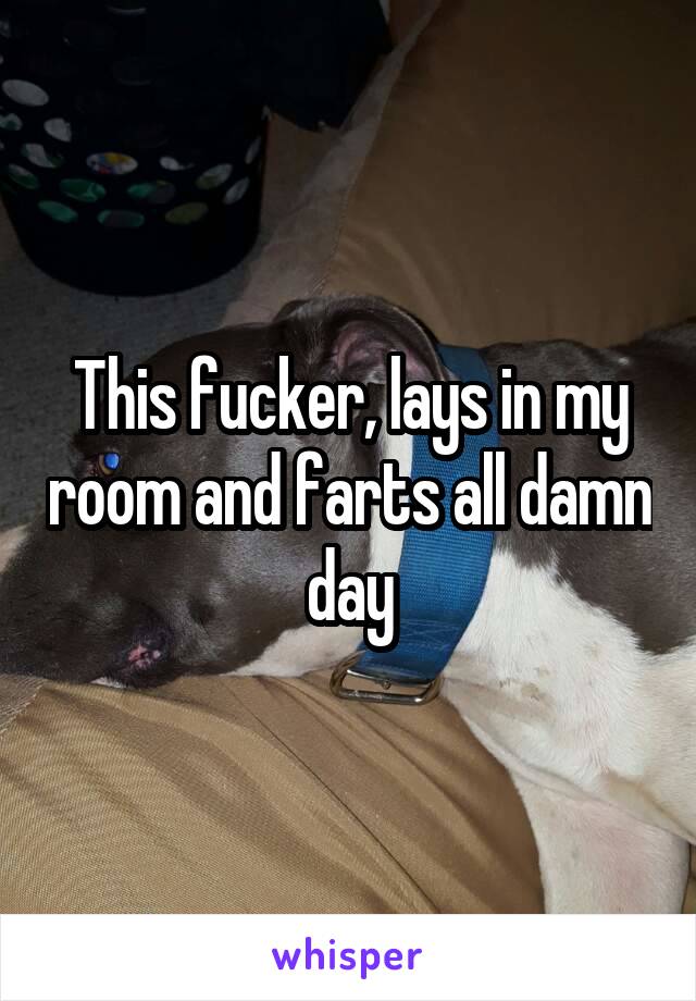 This fucker, lays in my room and farts all damn day