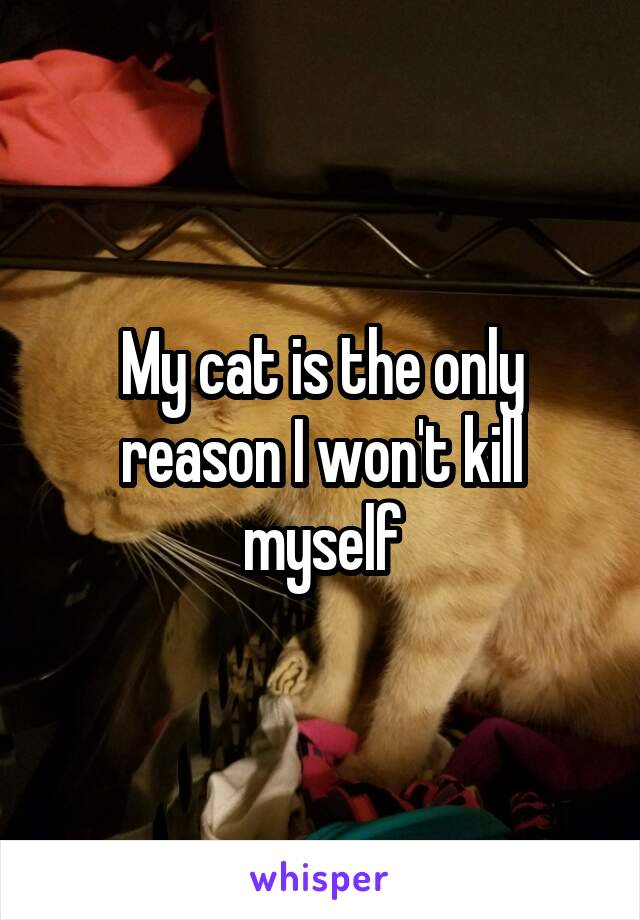 My cat is the only reason I won't kill myself