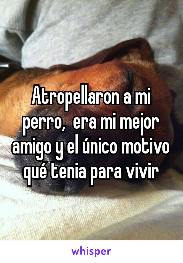 Atropellaron a mi perro,  era mi mejor amigo y el único motivo qué tenia para vivir