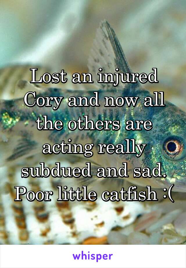 Lost an injured Cory and now all the others are acting really subdued and sad. Poor little catfish :(