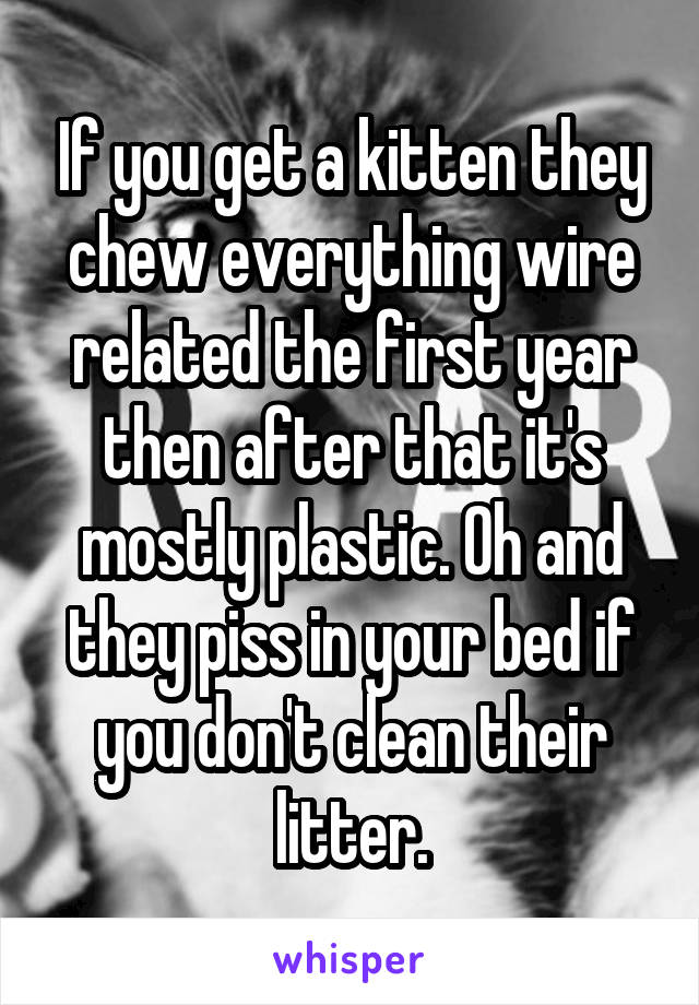 If you get a kitten they chew everything wire related the first year then after that it's mostly plastic. Oh and they piss in your bed if you don't clean their litter.