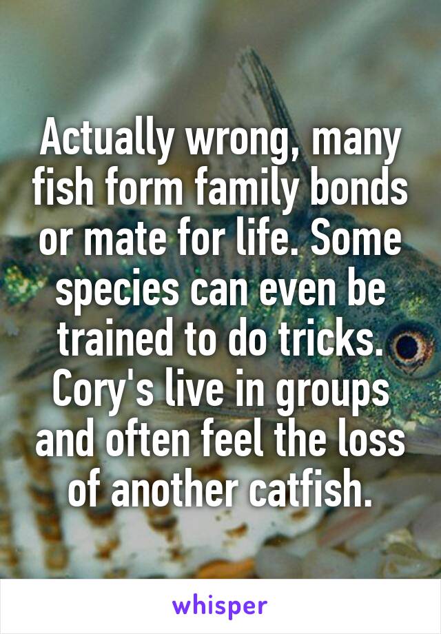 Actually wrong, many fish form family bonds or mate for life. Some species can even be trained to do tricks. Cory's live in groups and often feel the loss of another catfish.