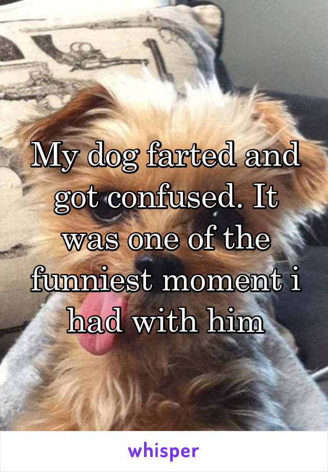 My dog farted and got confused. It was one of the funniest moment i had with him