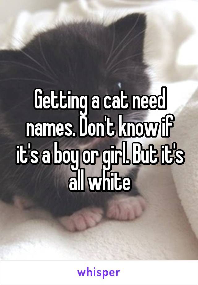 Getting a cat need names. Don't know if it's a boy or girl. But it's all white