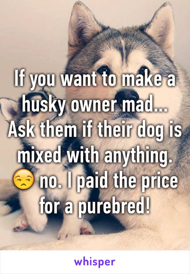If you want to make a husky owner mad... Ask them if their dog is mixed with anything. 😒 no. I paid the price for a purebred! 