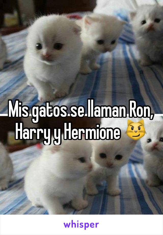 Mis gatos se llaman Ron, Harry y Hermione 😼