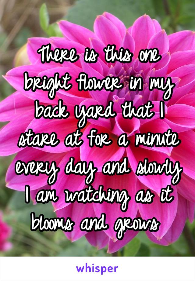 There is this one bright flower in my back yard that I stare at for a minute every day and slowly I am watching as it blooms and grows 
