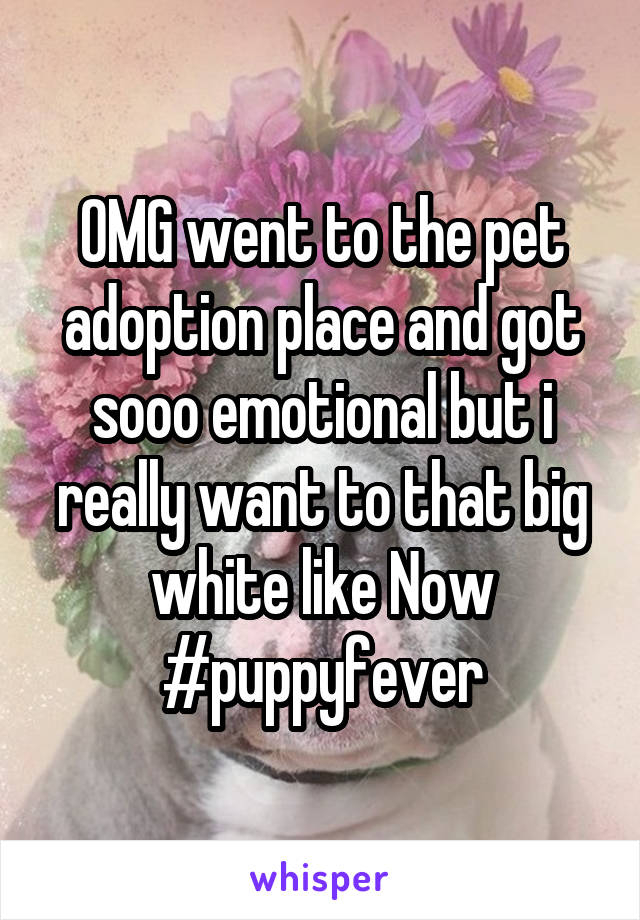 OMG went to the pet adoption place and got sooo emotional but i really want to that big white like Now #puppyfever