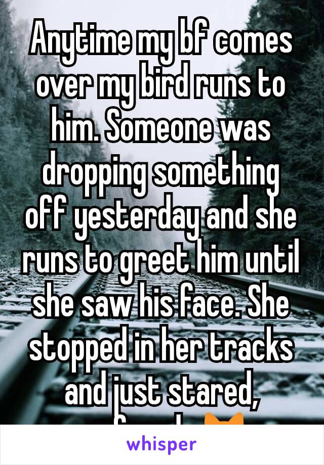 Anytime my bf comes over my bird runs to him. Someone was dropping something off yesterday and she runs to greet him until she saw his face. She stopped in her tracks and just stared, confused. 😹