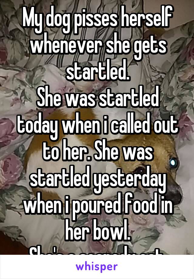 My dog pisses herself whenever she gets startled.
She was startled today when i called out to her. She was startled yesterday when i poured food in her bowl.
She's a scaredy cat.