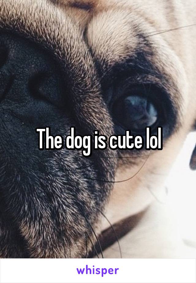 The dog is cute lol