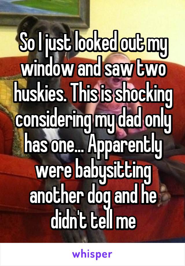 So I just looked out my window and saw two huskies. This is shocking considering my dad only has one... Apparently were babysitting another dog and he didn't tell me