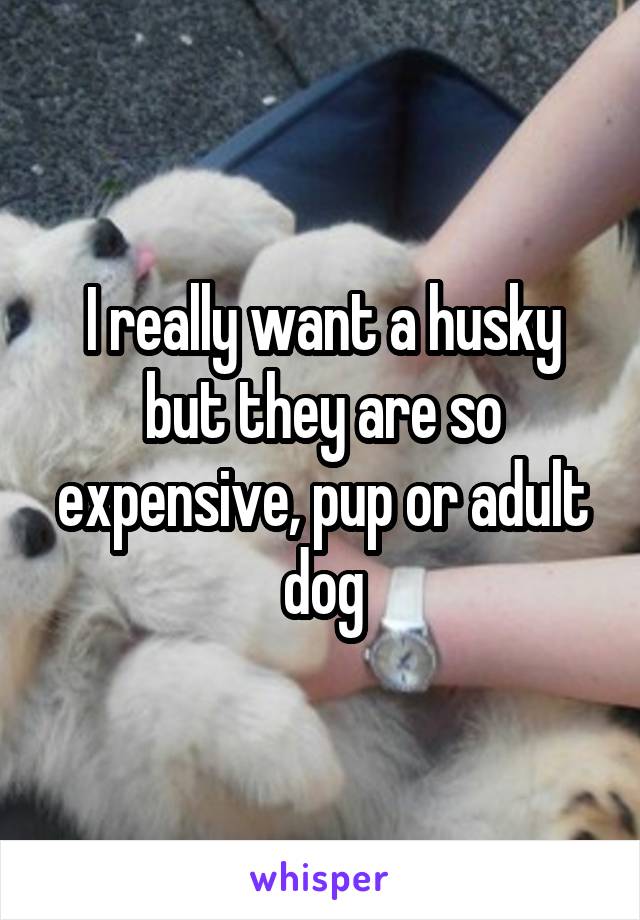 I really want a husky but they are so expensive, pup or adult dog