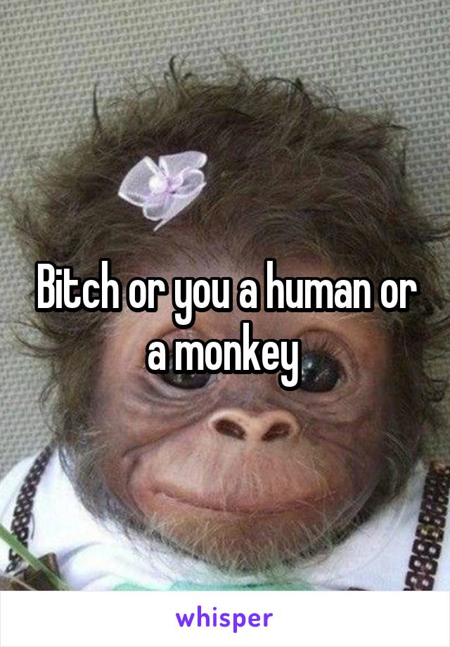 Bitch or you a human or a monkey 