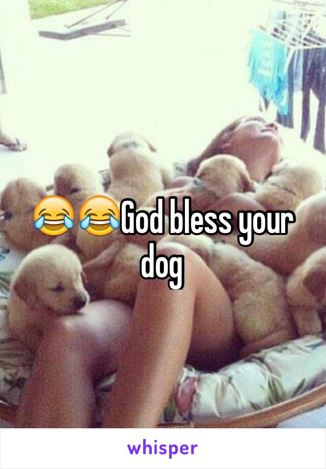 😂😂God bless your dog