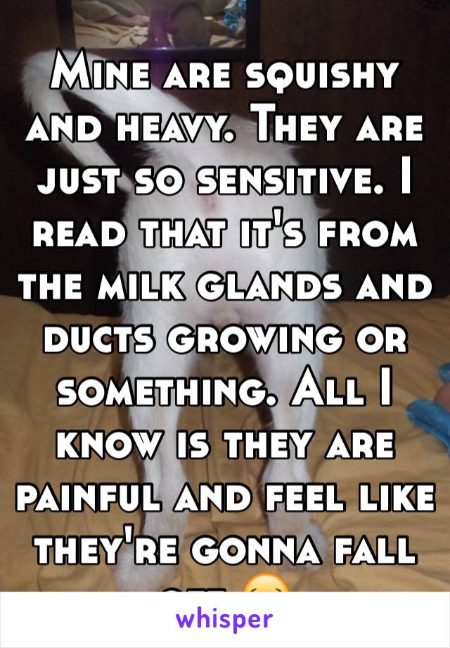 Mine are squishy and heavy. They are just so sensitive. I read that it's from the milk glands and ducts growing or something. All I know is they are painful and feel like they're gonna fall off 😂