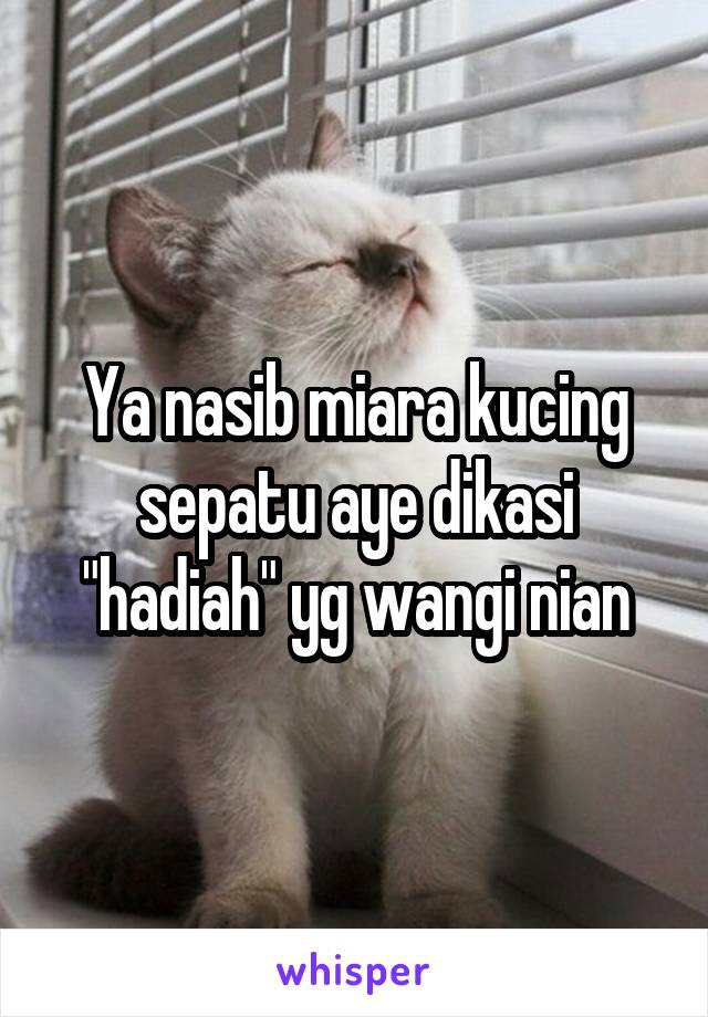 Ya nasib miara kucing sepatu aye dikasi "hadiah" yg wangi nian