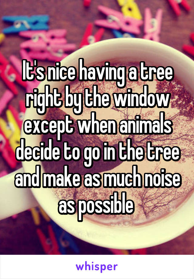 It's nice having a tree right by the window except when animals decide to go in the tree and make as much noise as possible 