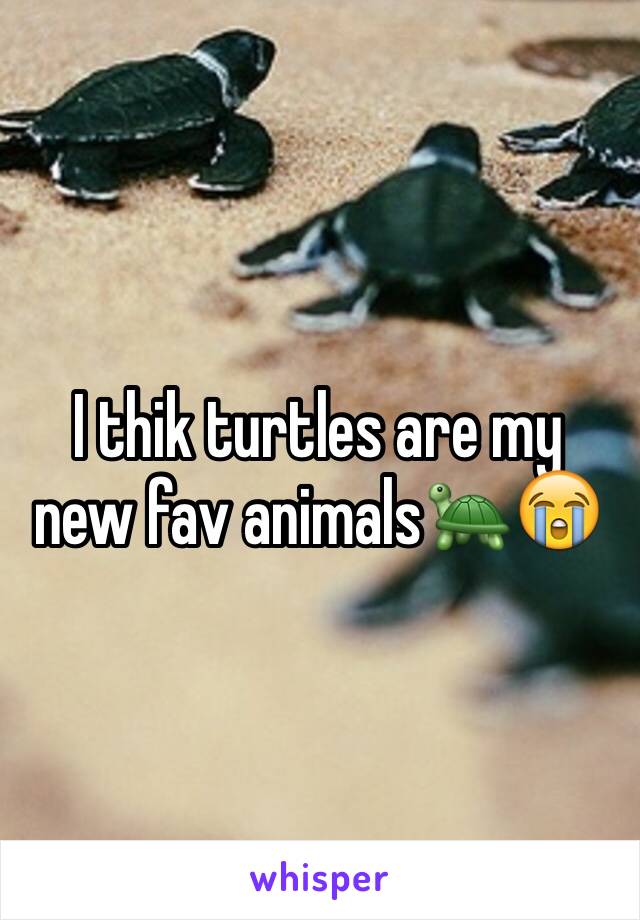 I thik turtles are my new fav animals🐢😭