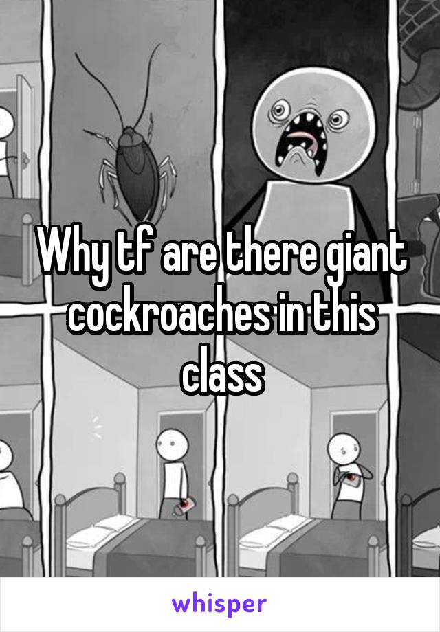 Why tf are there giant cockroaches in this class