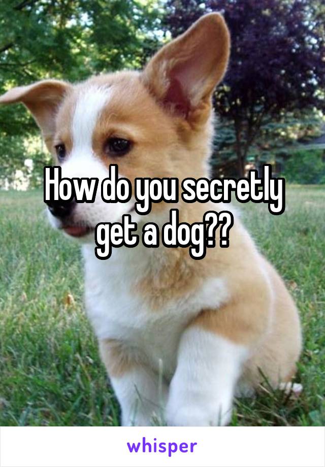 How do you secretly get a dog??
