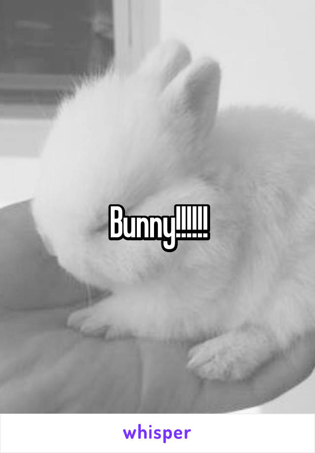 Bunny!!!!!!