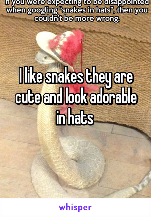 I like snakes they are cute and look adorable in hats 
