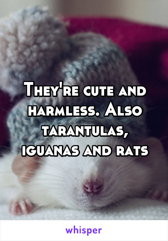 They're cute and harmless. Also tarantulas, iguanas and rats