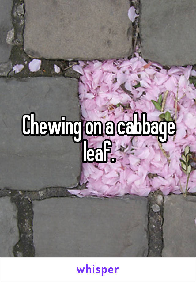 Chewing on a cabbage leaf.