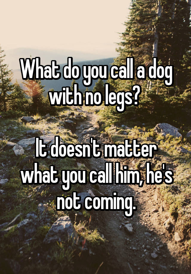 What do you call a dog with no legs? It doesn't matter what you call ...