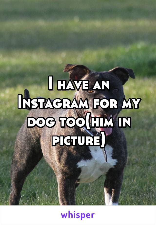 I have an Instagram for my dog too(him in picture)