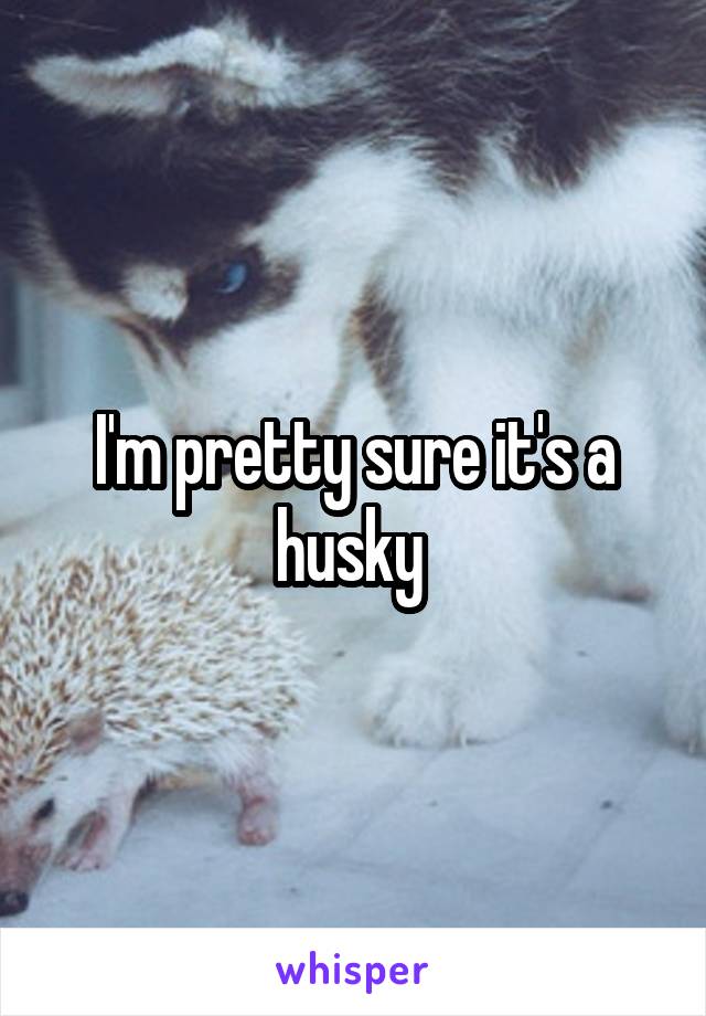 I'm pretty sure it's a husky 