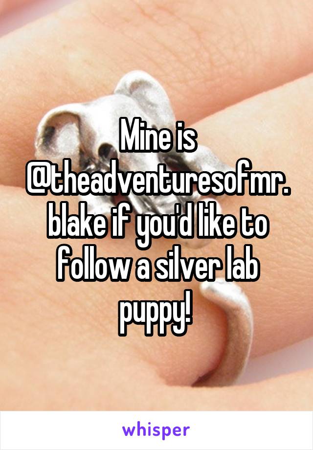 Mine is @theadventuresofmr.blake if you'd like to follow a silver lab puppy! 