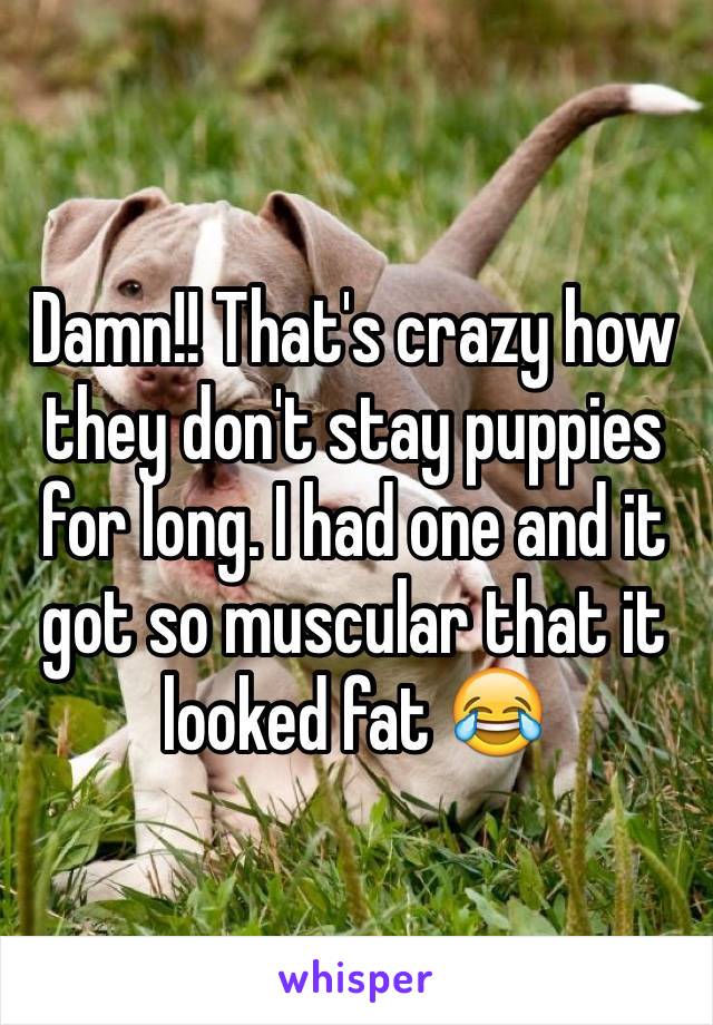 Damn!! That's crazy how they don't stay puppies for long. I had one and it got so muscular that it looked fat 😂