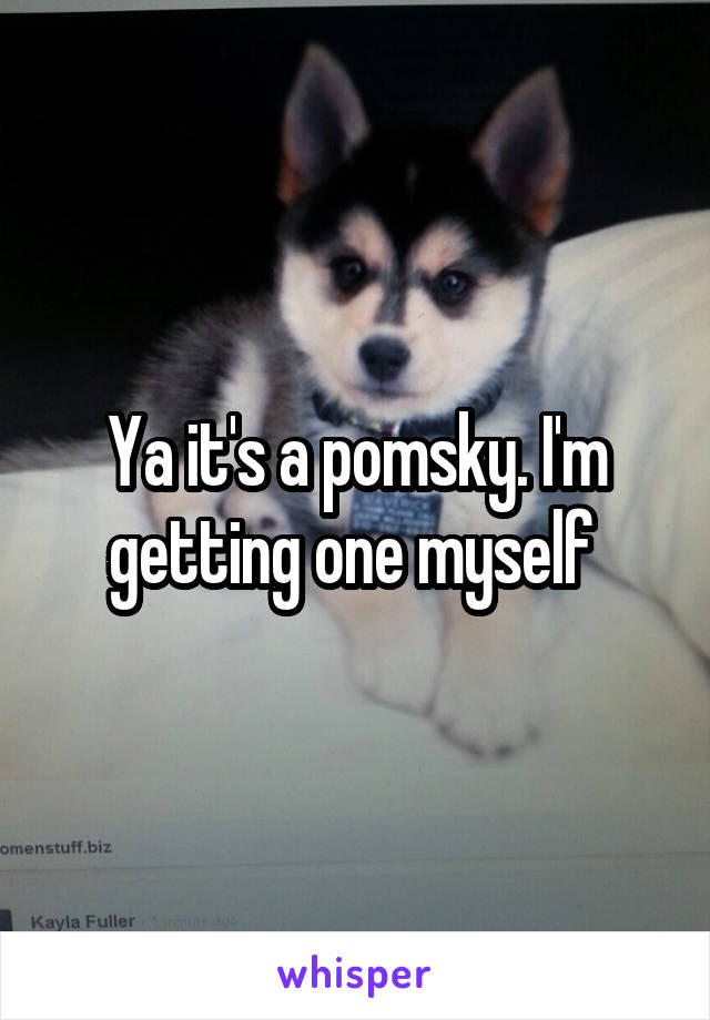 Ya it's a pomsky. I'm getting one myself 