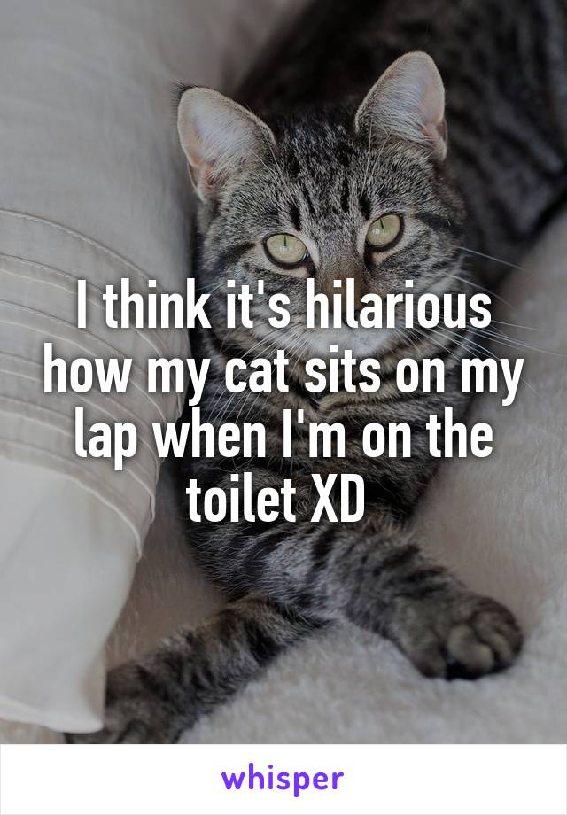 I think it's hilarious how my cat sits on my lap when I'm on the toilet XD 