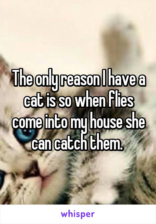 The only reason I have a cat is so when flies come into my house she can catch them. 