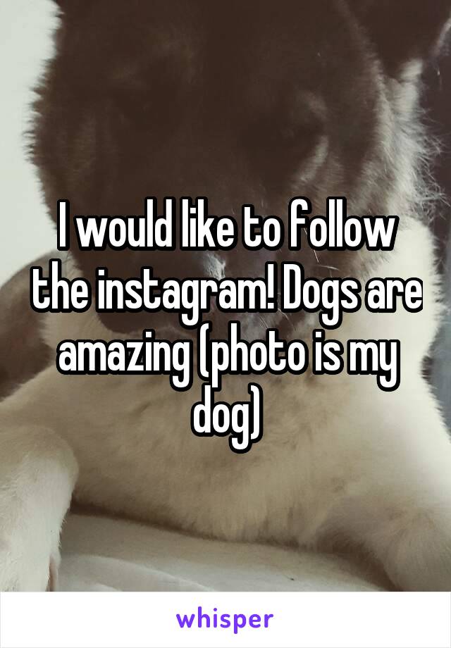 I would like to follow the instagram! Dogs are amazing (photo is my dog)