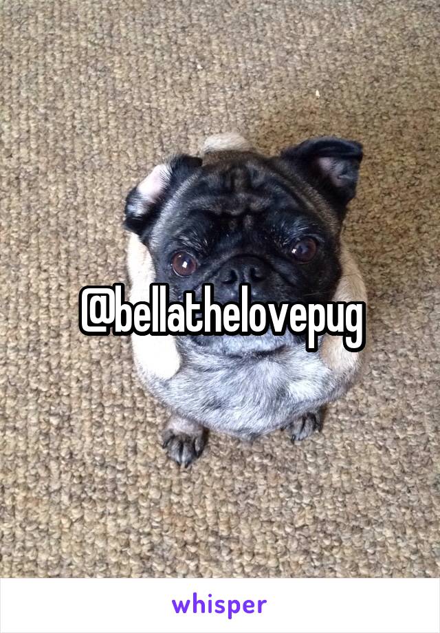 @bellathelovepug