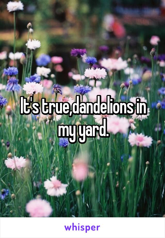 It's true,dandelions in my yard.