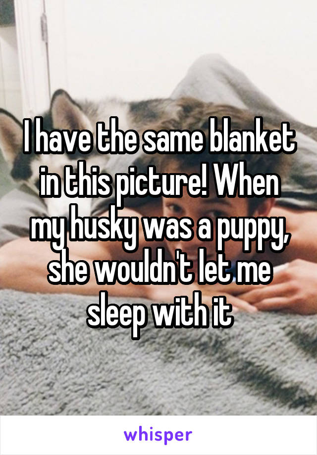 I have the same blanket in this picture! When my husky was a puppy, she wouldn't let me sleep with it