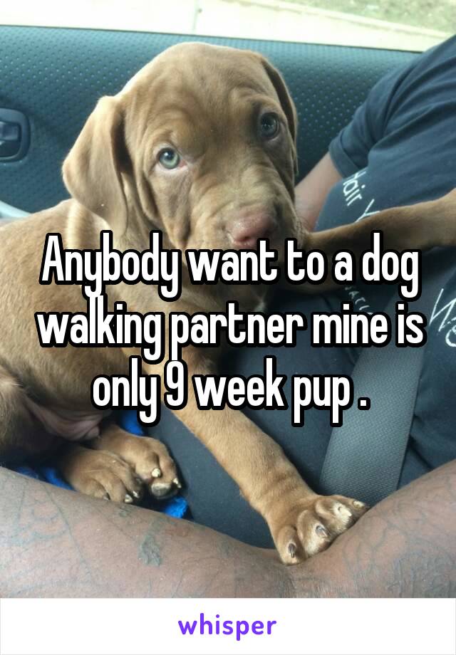 Anybody want to a dog walking partner mine is only 9 week pup .