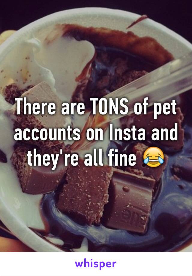 There are TONS of pet accounts on Insta and they're all fine 😂