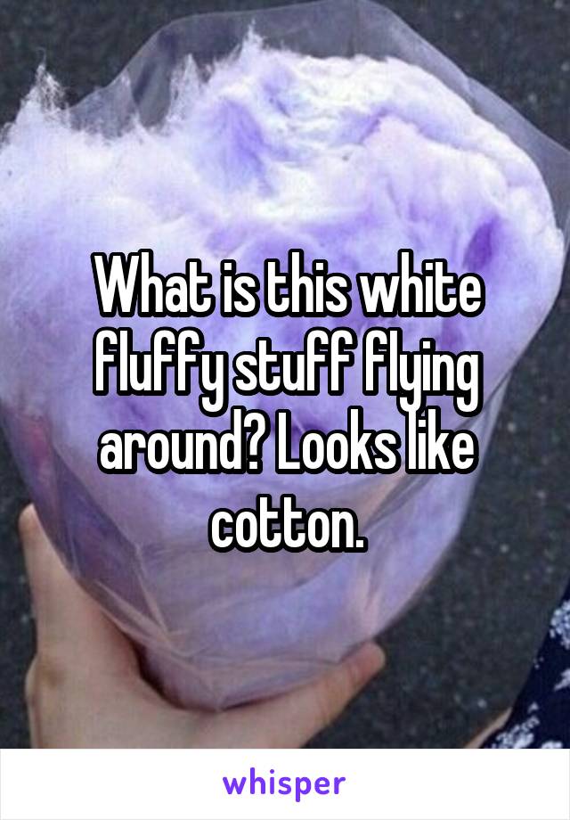 What is this white fluffy stuff flying around? Looks like cotton.